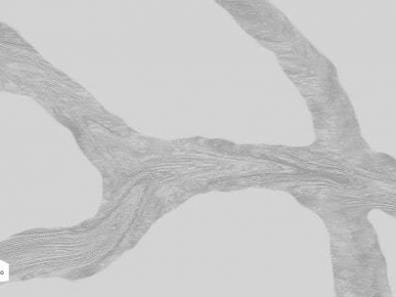 NM-209-Calacatta-Vero-min